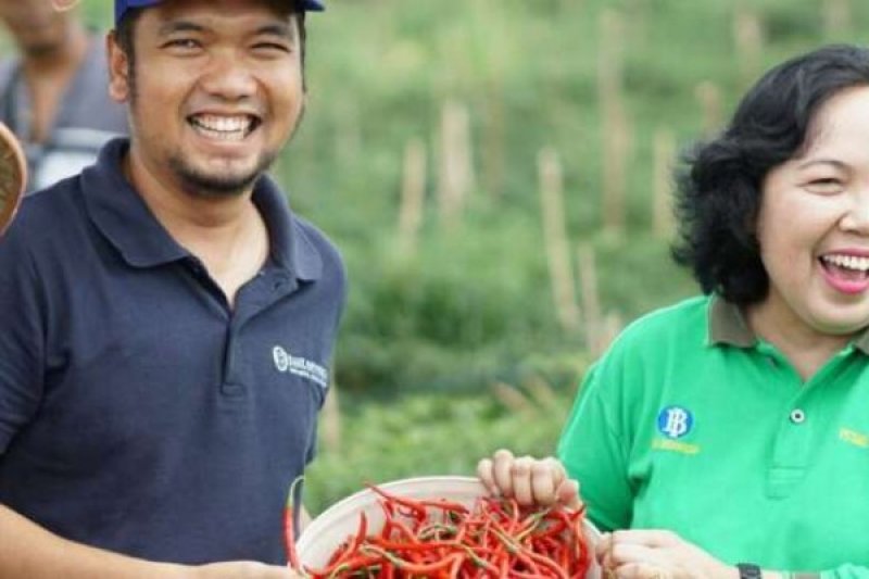 Petani Binaan BI di Kampar Panen Cabai Keriting 2,4 Ton per Minggu