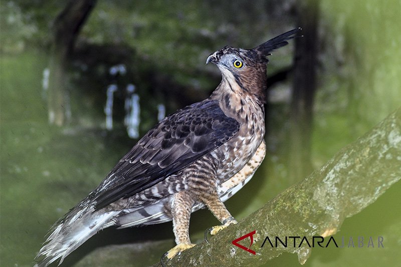 Bupati Majalengka Serahkan 15 Satwa Dilindungi Ke Bksda Jabar