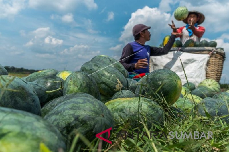 HARGA BUAH SEMANGKA NAIK