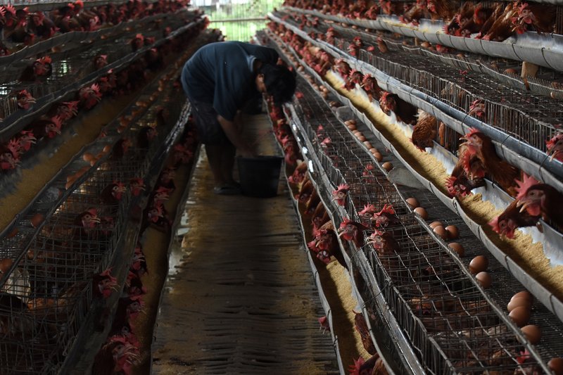 Harga Telur Ayam Naik Antara News Kalimantan Tengah Berita