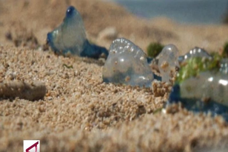 Mengenal Impes, Ubur-Ubur Laut yang Bahayakan Wisatawan