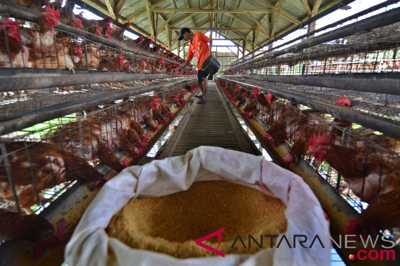 Peternakan Ayam Petelur Di Bekasi