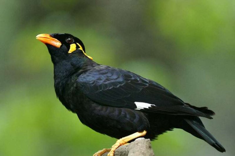 15 Persen Burung Endemik Indonesia Terancam Punah Antara Sumbar