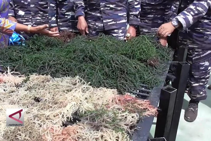 Koarmada I giatkan rumput laut untuk kesejahteraan