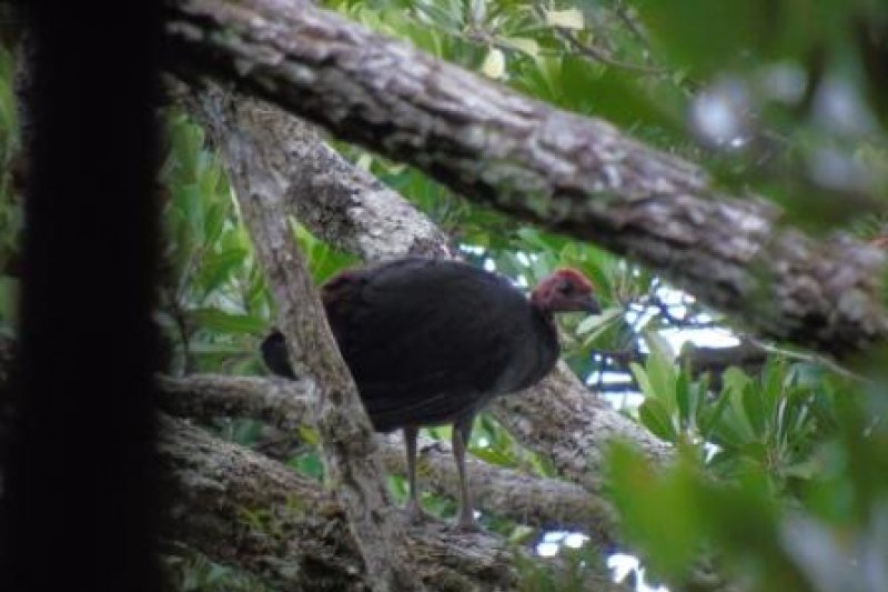 Burung Maleo Waigeo Raja Ampat Terancam Punah Antara News Papua