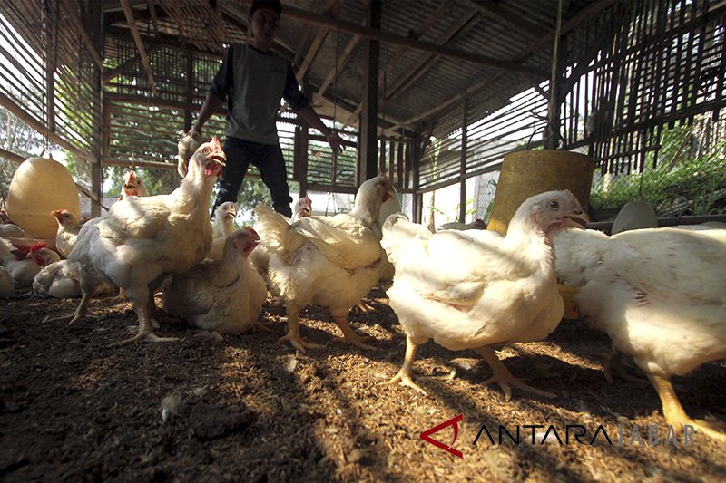Target Asuransi Hewan Ternak Antara News Jawa Barat