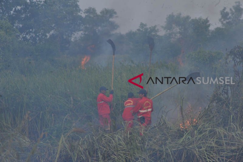 Kebakaran hutan dan lahan Riau tembus 1.136 ha
