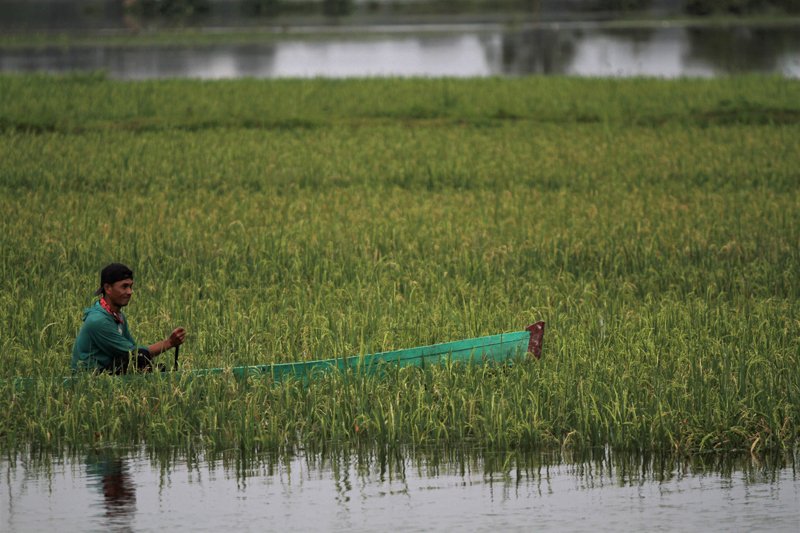 35+ Ide Sketsa Gambar Sawah Dan Petani - Tea And Lead