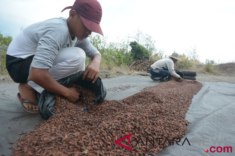 Harga Cengkih Turun