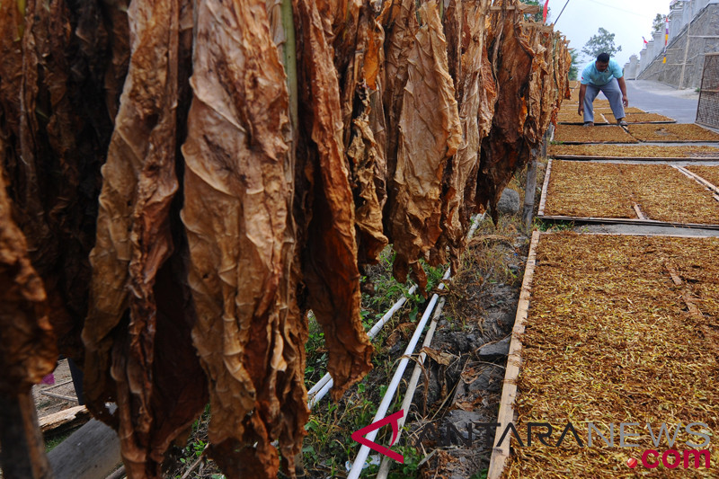Harga Tembakau Kering Panen Awal