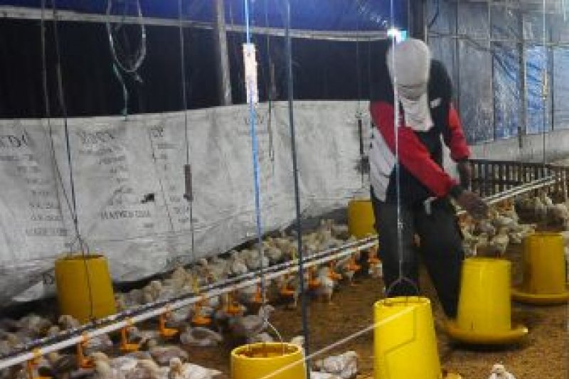 Harga Pakan Naik 20 Persen Peternak Ayam Terancam Rugi Antara