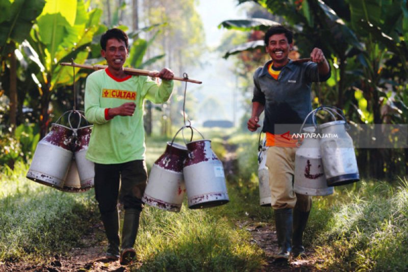 Koperasi peternak mampu jaga produktivitas susu selama pandemi