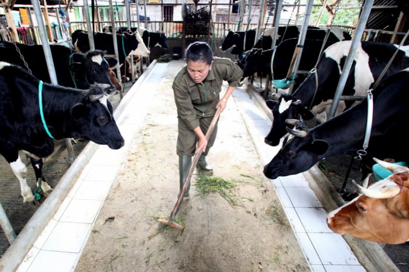 Gksi Susu Kental Manis Kandung Susu Sapi Antara News Makassar