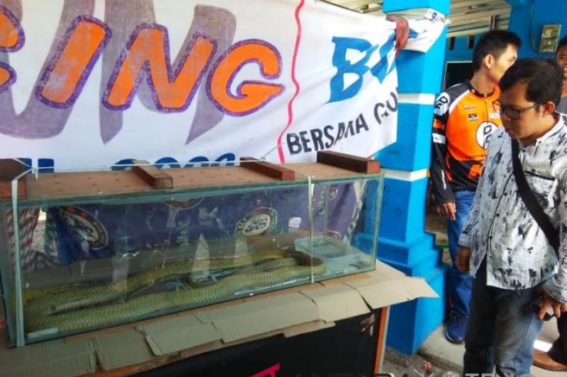 Tiga hari dinyatakan meninggal, tubuh Rizky tak kaku dan tak berbau