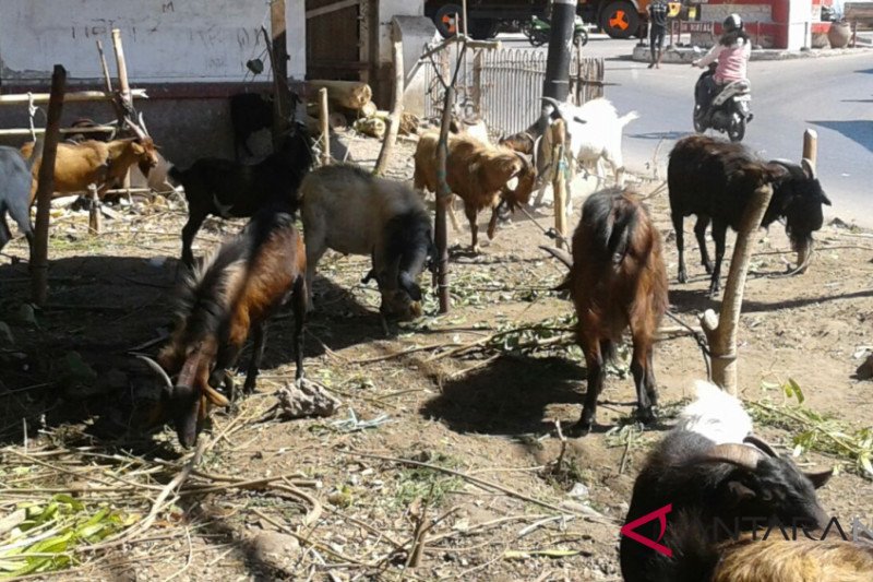 Permintaan Hewan Kurban Mulai Meningkat Antara News Kupang Nusa