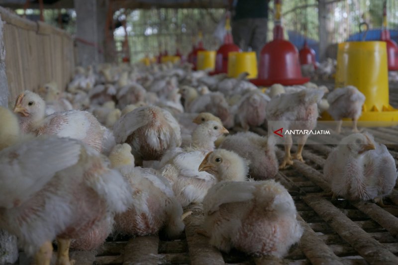 Laporan Manajemen Ternak Unggas  Ayam Petelur Seputar Laporan