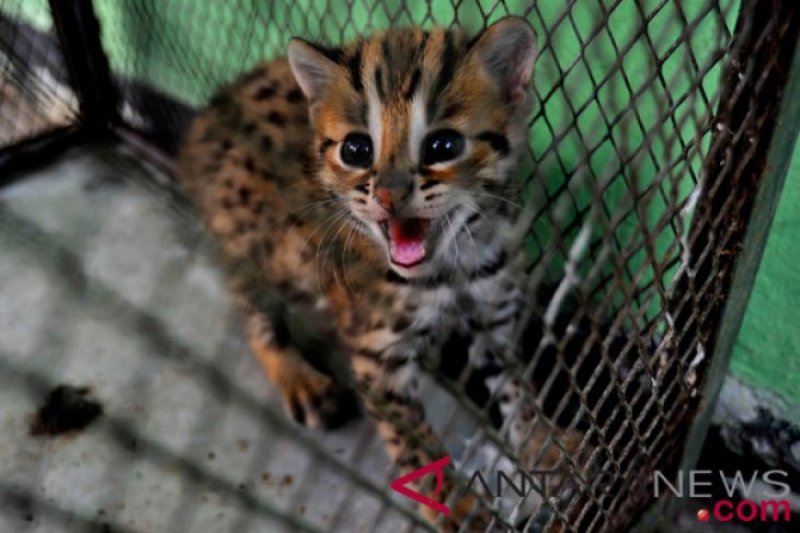 polisi-buru-pelaku-penjualan-kucing-kuwuk