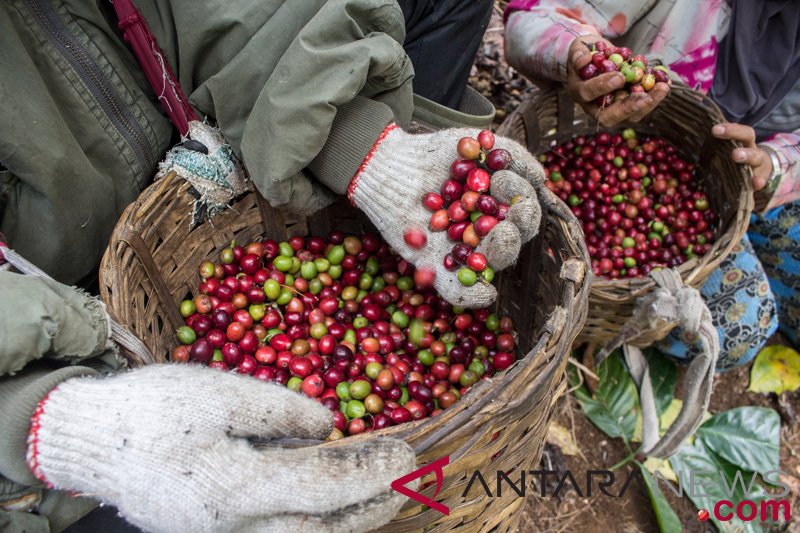 Pertumbuhan industri kopi diharapkan dorong lahirnya lebih banyak petani kopi milenial