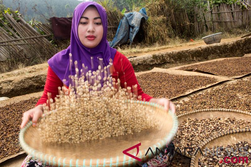 Produksi Kopi Indonesia