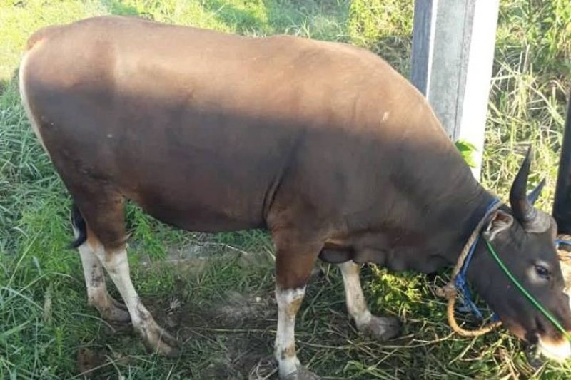 42 petugas diterjunkan ke lokasi pemotongan hewan kurban Temanggung