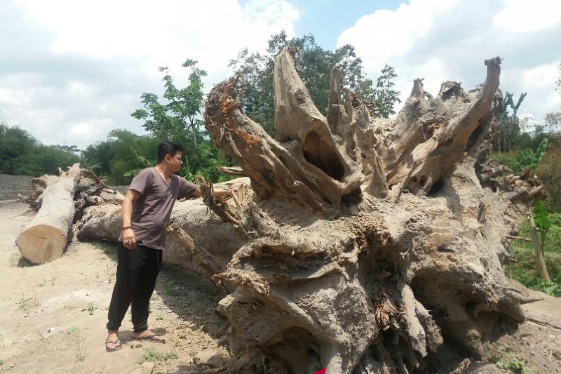 BPCB Yogyakarta teliti usia jati pendem dekat situs Candi Kedulan