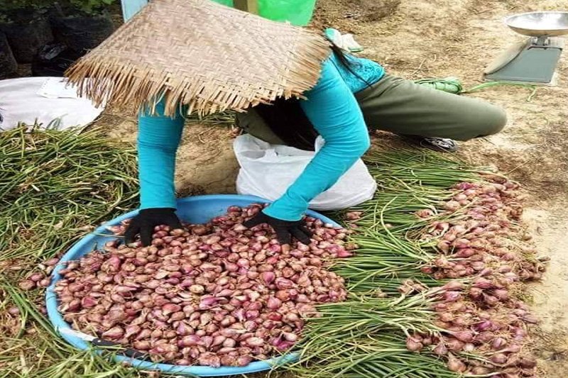 Distan gandeng KTNA motivasi warga Bartim tanam bawang merah