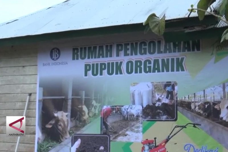 Dijadikannya desa Aunupe percontohan pertanian organik