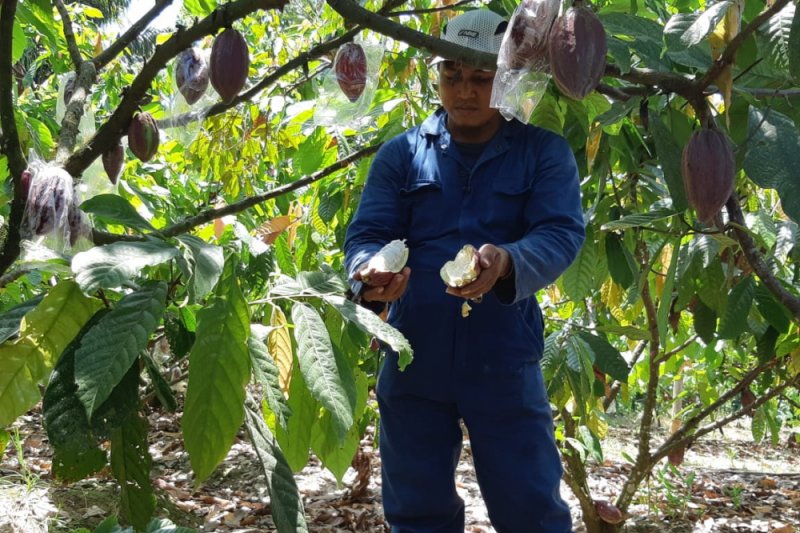 Produksi kakao Luwu turun akibat pupuk minim