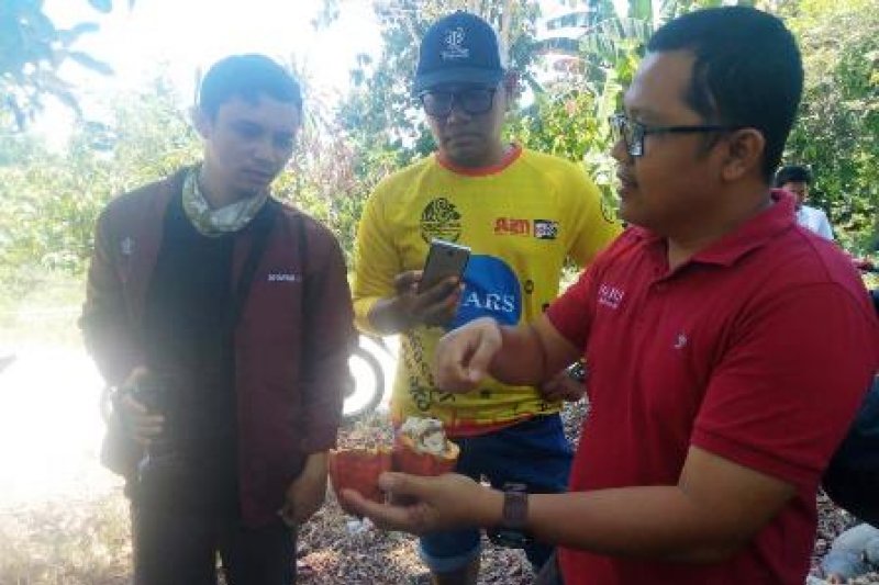 Peringati hari kakao Mars ajak tinjau lapangan