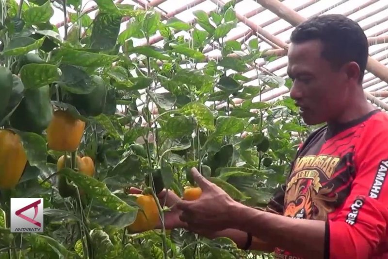 Dolar naik berimbas pada petani paprika