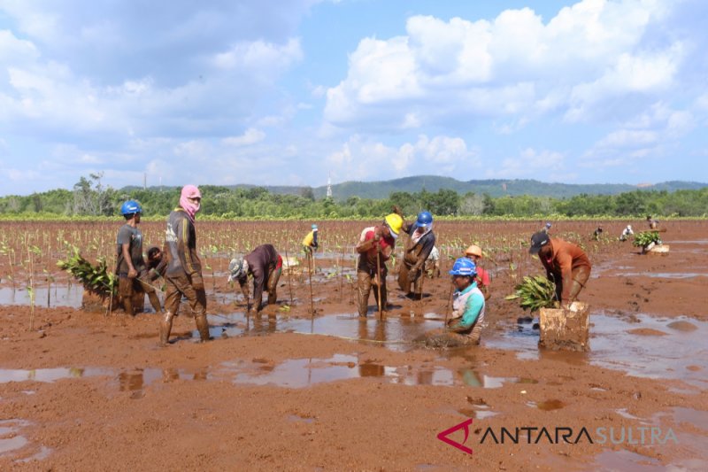 Antam libatkan karang taruna tanam bakau
