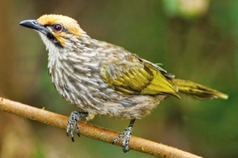 Bertambahnya Jenis Burung Di Indonesia Antara News Kalimantan