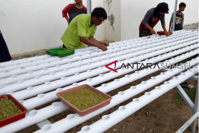 hidroponik dan lele pertamina untuk entaskan kemiskinan