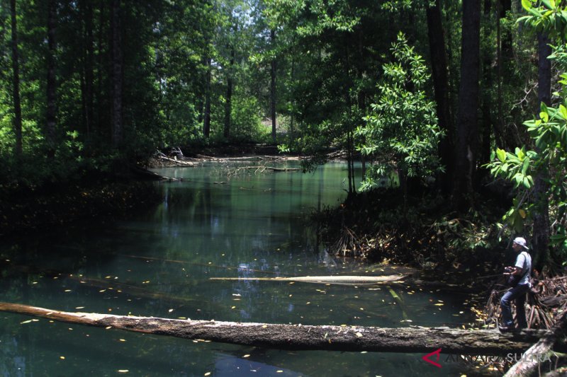 HUTAN MANGROVE BERUSIA RATUSAN TAHUN