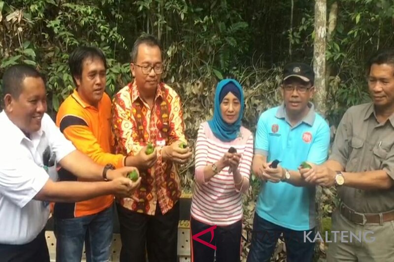 Disita Di Surabaya Puluhan Burung Ini Dikembalikan Ke Hutan Kobar