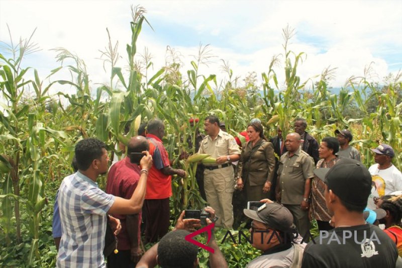 Pemkab Jayawijaya motivasi warganya agar giat bertani