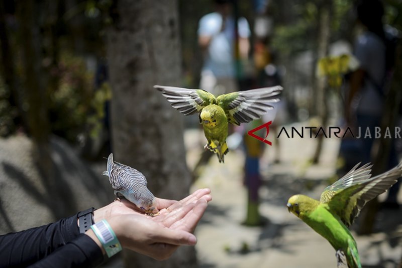Wisata Taman Burung Di Bandung Antara News Jawa Barat