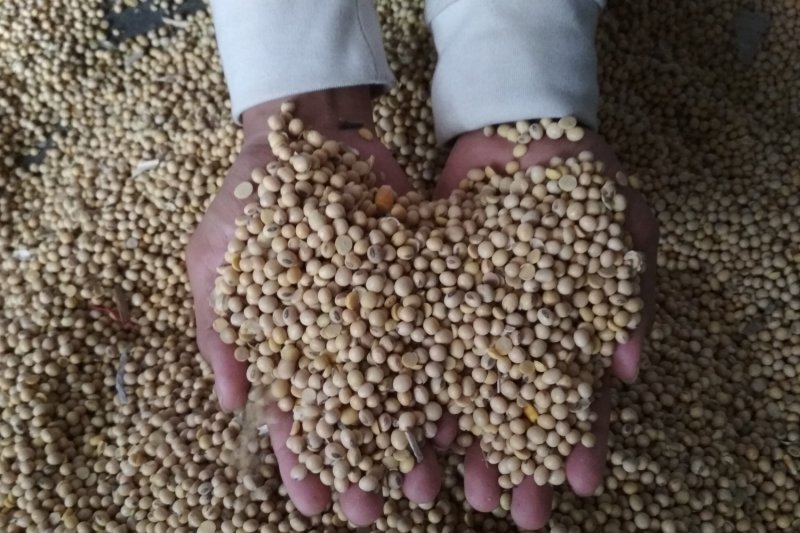 Harga kedelai impor turun meski rupiah melemah