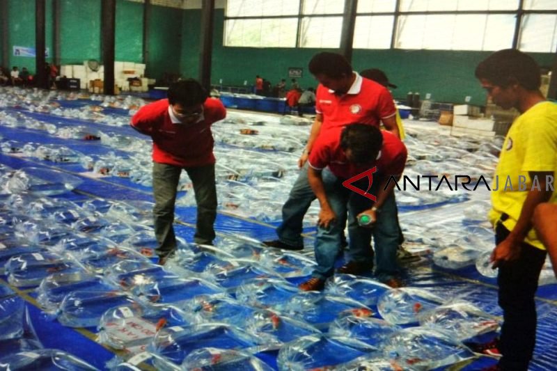 Ikan Koi Cianjur Jadi Buruan Pecinta Ikan Hias Antara News Jawa