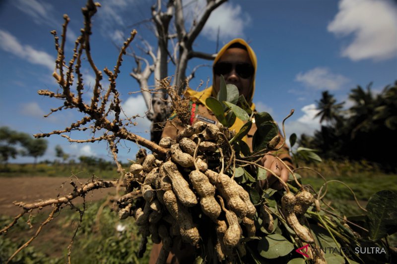 Panen Kacang Tanah Musim Kemarau