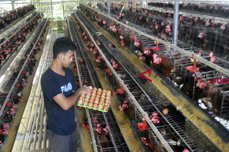 Presidium Peternak Beras Busuk Tidak Bisa Untuk Pakan Ayam