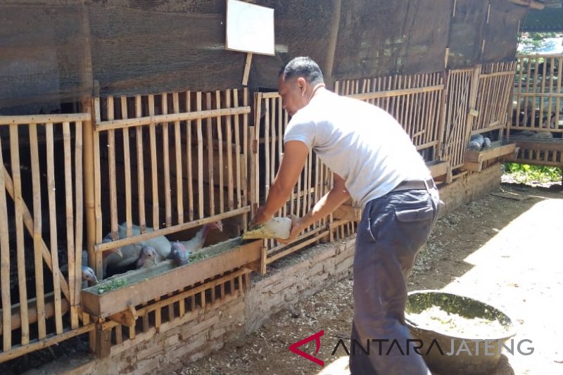 Beternak Ayam Kalkun Menguntungkan Antara Jateng