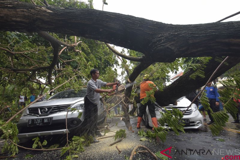 Pohon tumbang tewaskan warga Denpasar