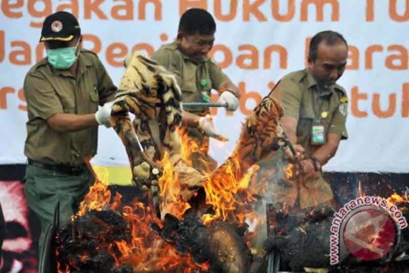 Mati di kebun binatang, Bangkai harimau dibakar
