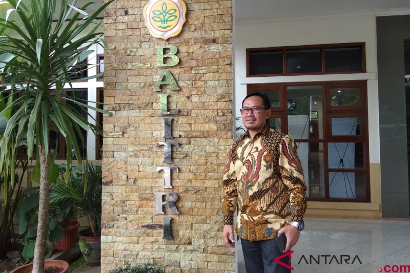 Balittri kembangkan kopi di lahan pasang surut
