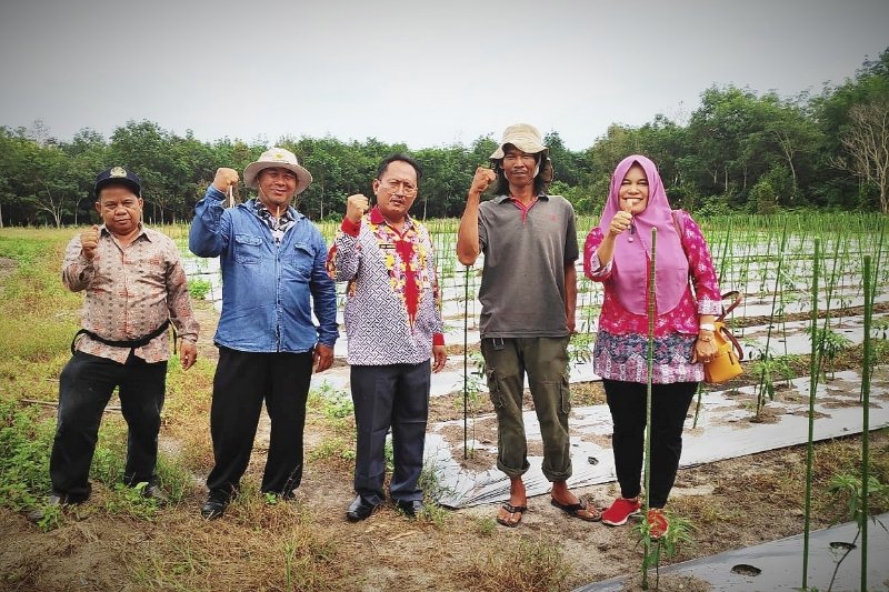 Kotim kembangkan 60 hektare cabai untuk tekan inflasi