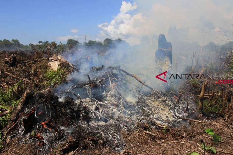 Contoh Kebakaran  Hutan  Yang Pernah Terjadi Di  Indonesia  