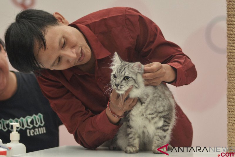 Kontes kucing di Bali - ANTARA News