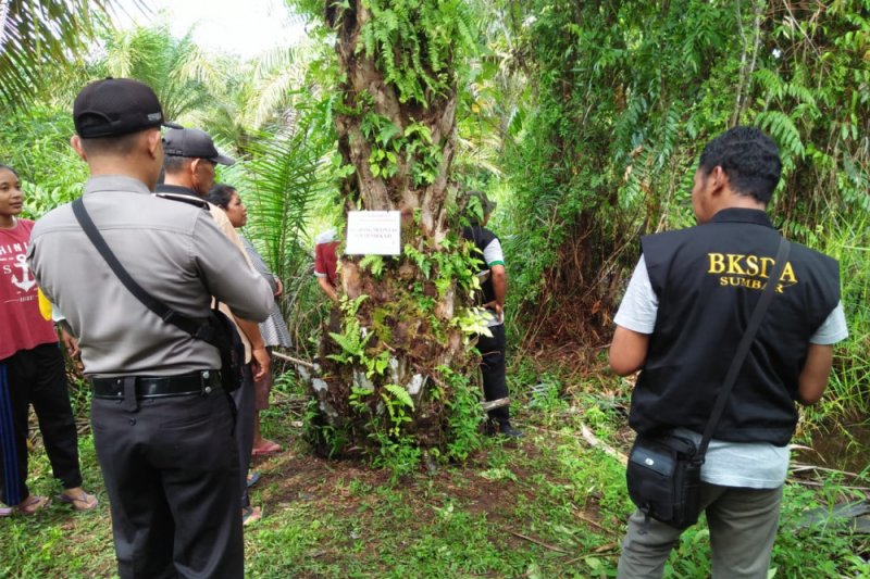 Warga Agam dikagetkan dengan buaya muara bertelur di kebun