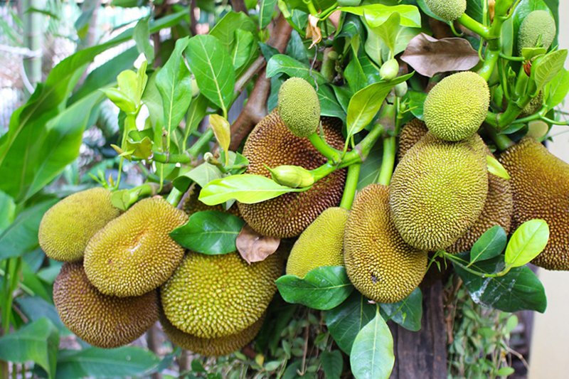 kenali-8-manfaat-nangka-muda-untuk-sistem-imun-dan-kesehatan-kulit